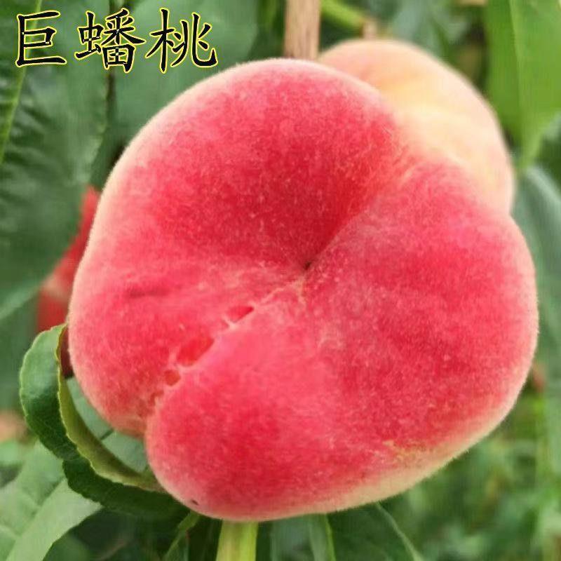 晚熟蟠桃树苗嫁接新品种蟠桃桃树苗水果树苗种植当年结果红蟠桃书