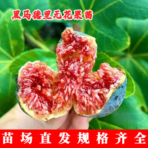 黑马德里无花果树苗糖心