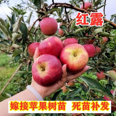 嫁接红露苹果树苗早熟抗寒冰糖心苹果苗南方北方种植果树盆栽地栽