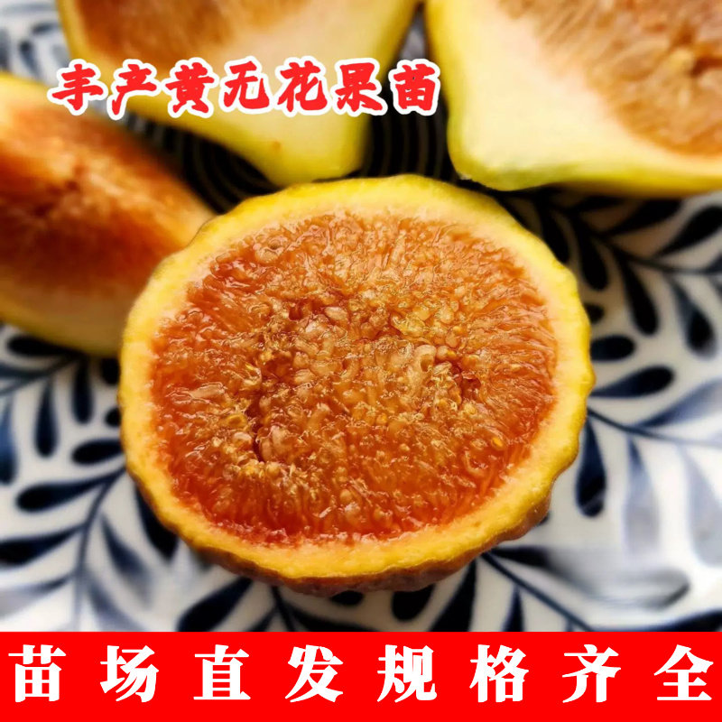 糖心无花果苗阳台室内盆图片