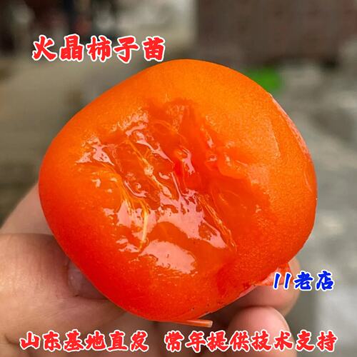 陕西临潼火晶柿子苗树嫁