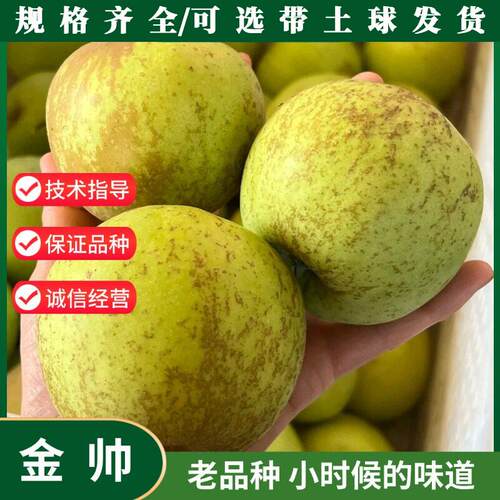 金帅苹果树苗嫁接老品种