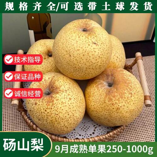 砀山贡梨果苗树苗特大果