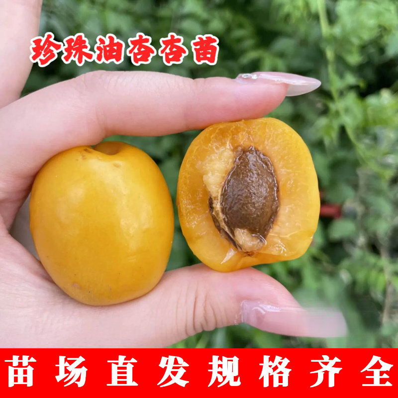 山东珍珠油杏树果苗嫁接