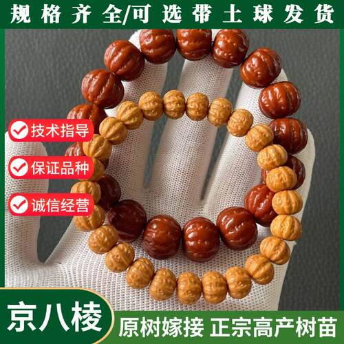 京八棱文玩核桃树苗粗筋