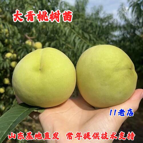 大青桃8月下老品种国庆大