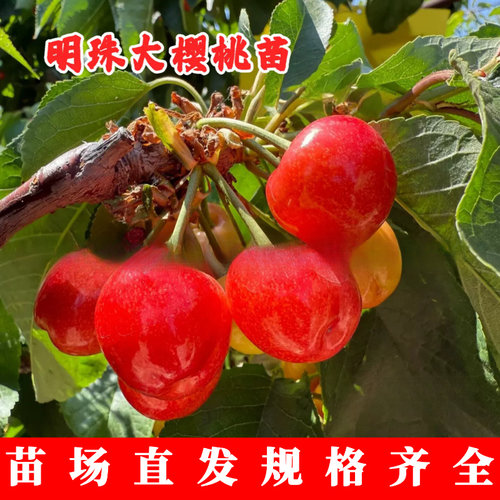 嫁接明珠樱桃树苗盆栽庭