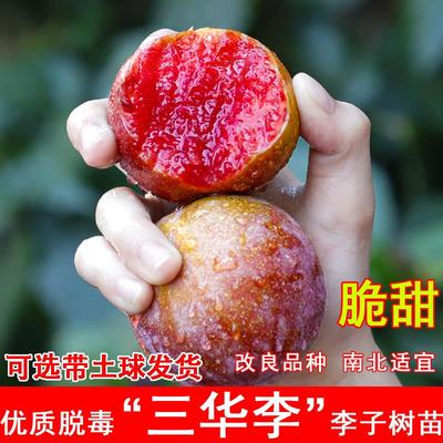 三华李子树苗嫁接钱排红心李子苗盆地栽南北方庭院当年结果果树苗
