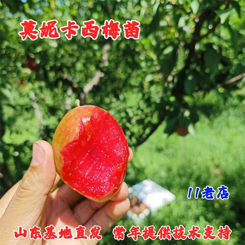 新品种早熟纯甜西梅树树