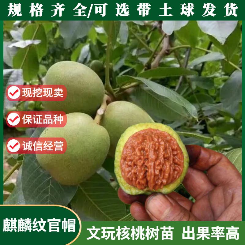 文玩核桃苗嫁接麒麟纹官
