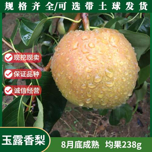 嫁接大果晚熟梨树活苗南