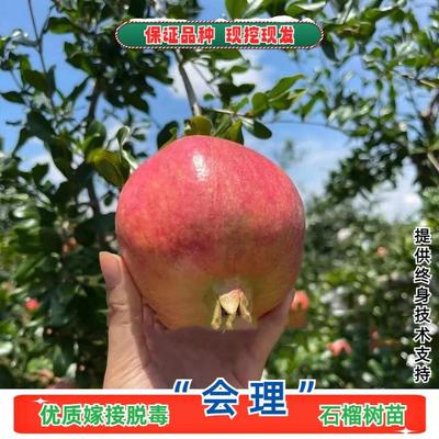 会理软籽石榴树苗南北方庭院种植盆栽矮化嫁接耐寒盆景苗当年结果