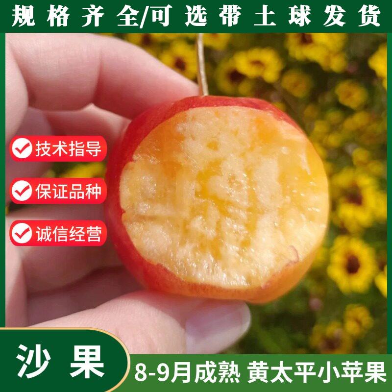 耐寒东北秋红沙果酸甜海图片