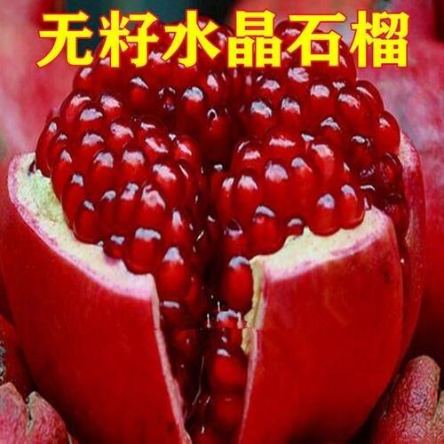 大果无籽突尼斯石榴树耐