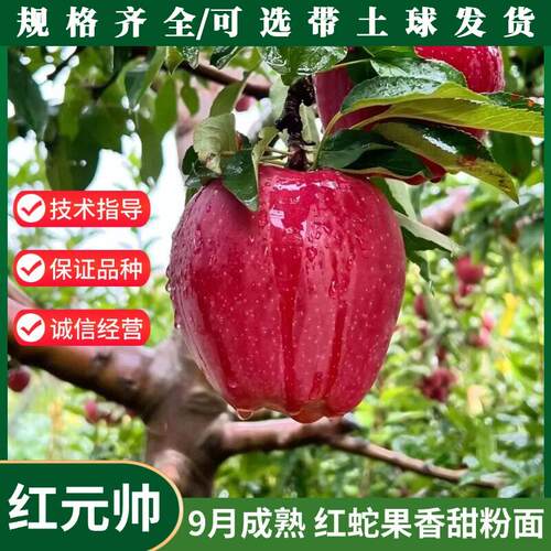 嫁接老品种红元帅苹果树