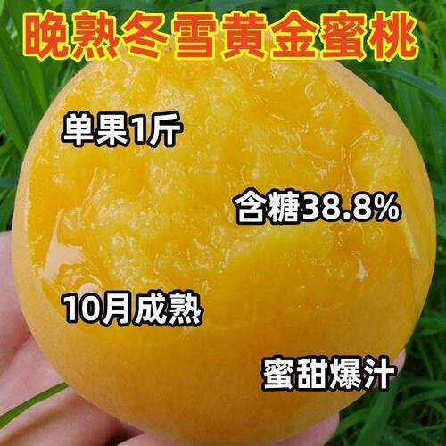嫁接桃树苗晚熟特大新品
