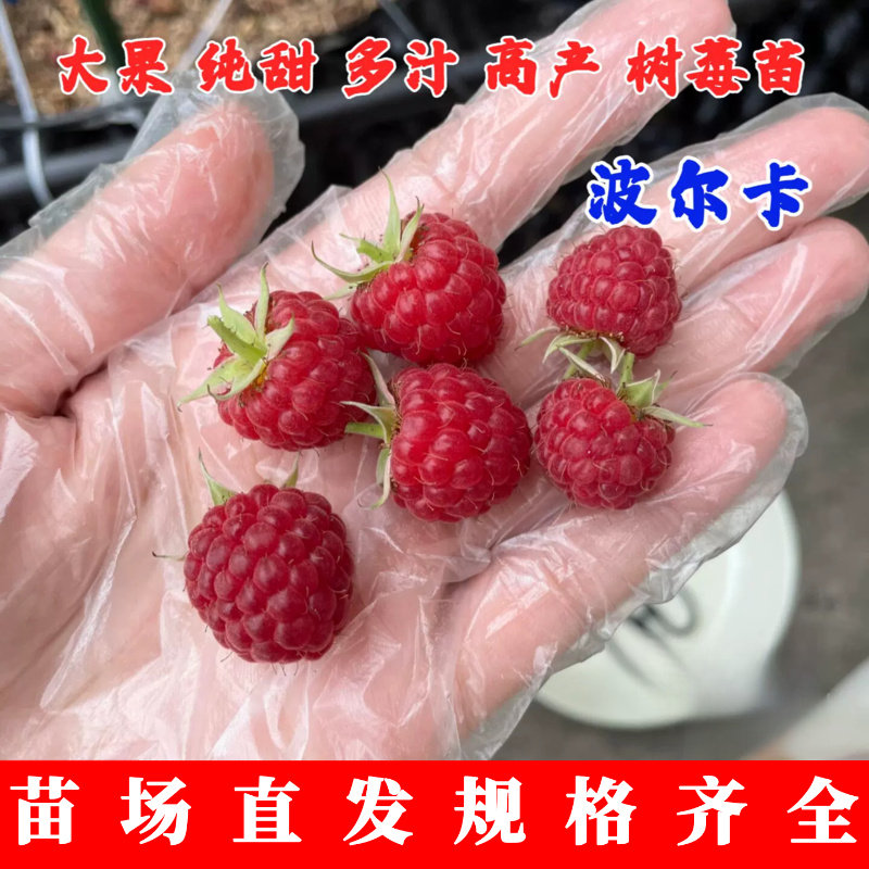 双季无刺波尔卡红树莓苗