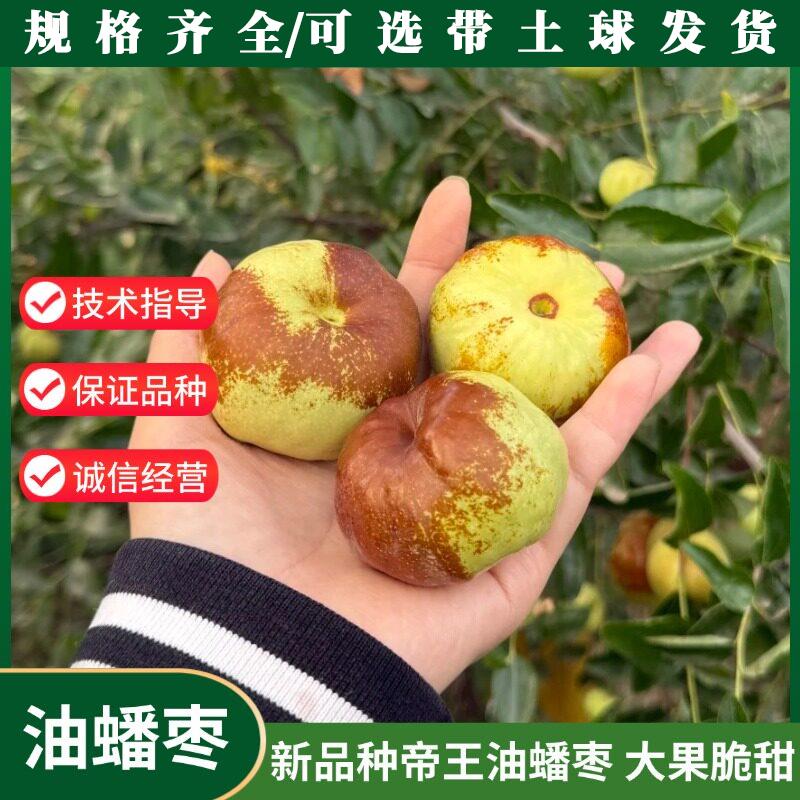 新品种特大帝王油蟠枣树图片