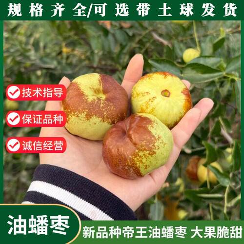 新品种特大帝王油蟠枣树