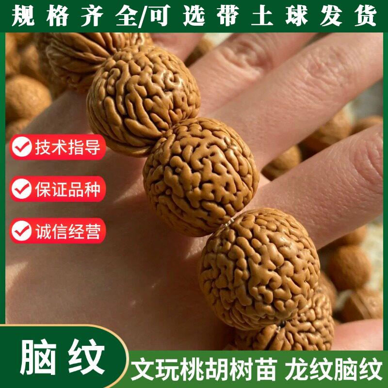 文玩桃核树苗盆栽地栽秦岭龙纹柳叶脐脑纹小桃胡桃树苗水果树苗种