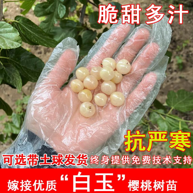 嫁接白玉樱桃树苗耐寒野生白珍珠樱桃抗冻毛樱桃苗南北方当年结果