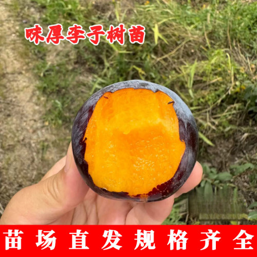 嫁接美国杏李树苗晚熟黄
