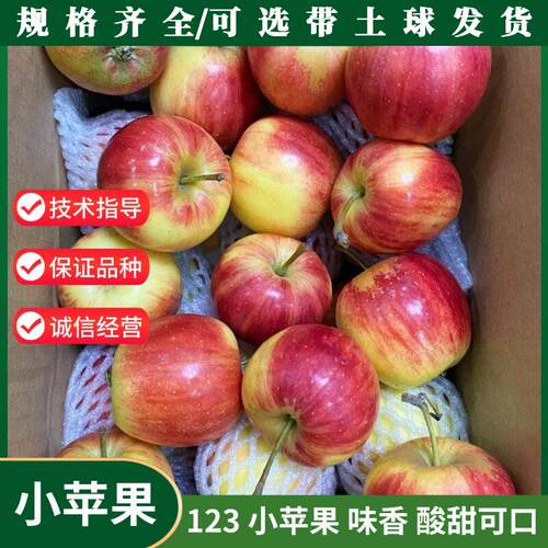东北123小苹果树苗矮化盆
