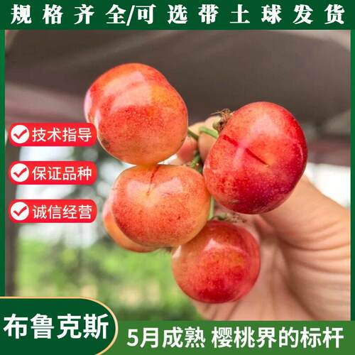 冰糖脆布鲁克斯大樱桃苗