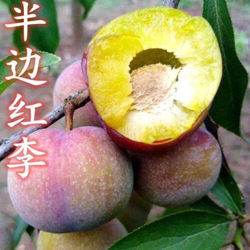 四川脆红李子苗晚熟半边