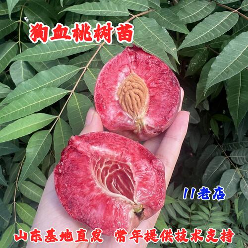 老品种嫁接狗血桃树果苗