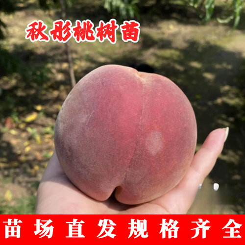 桃树果苗嫁接秋彤9月成熟