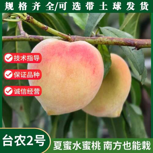 台农2号桃苗热带平地夏蜜