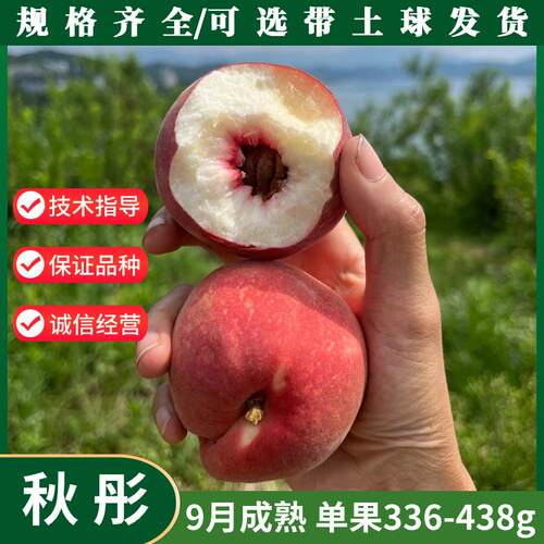 嫁接秋彤桃树苗脆甜秋雪