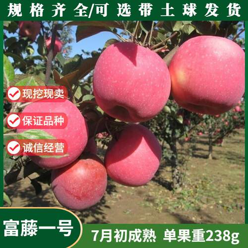 苹果树苗嫁接特早熟富藤