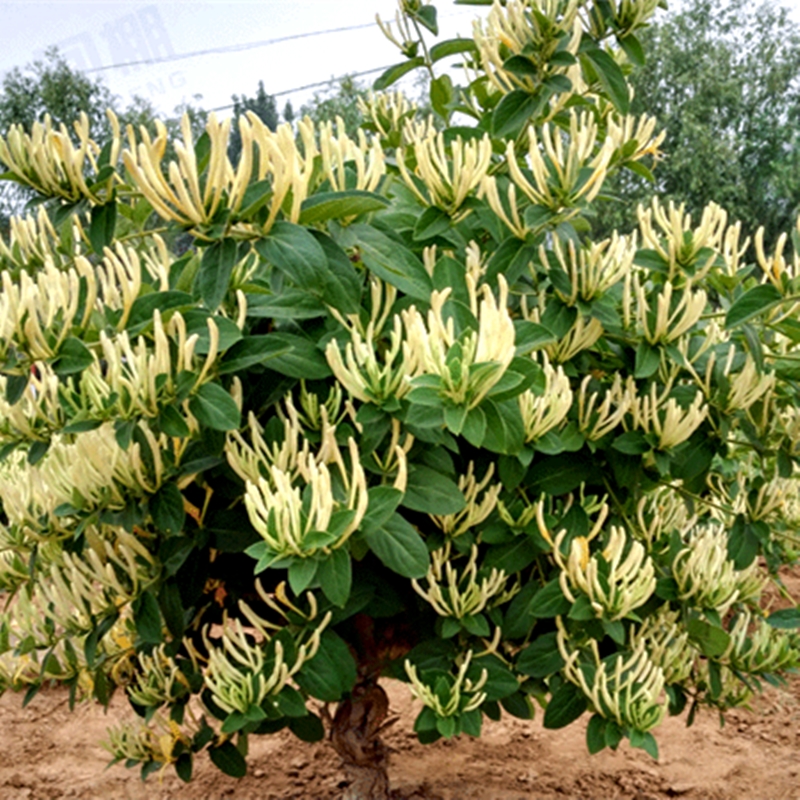 金银花苗室内浓香花卉盆栽爬藤庭院种植北花一号金银花树苗食药用-封面