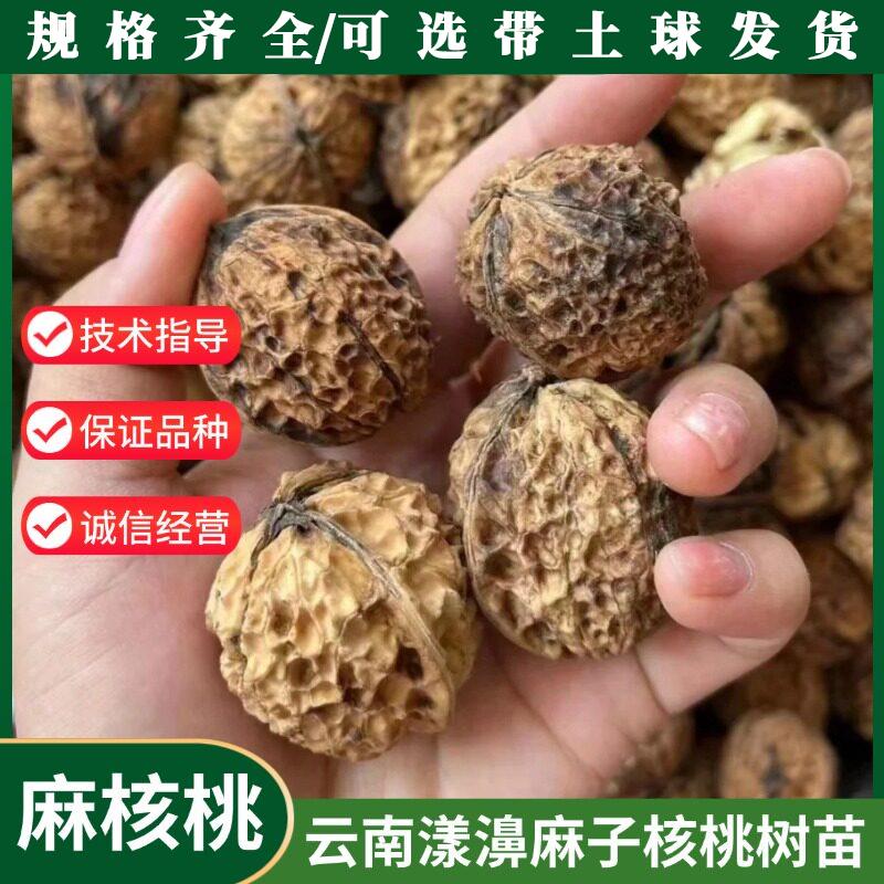 云南漾濞大泡麻子核桃树图片