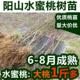 正宗无锡阳山水蜜桃苗特大嫁接桃树苗果树苗南方北方种植落叶优质