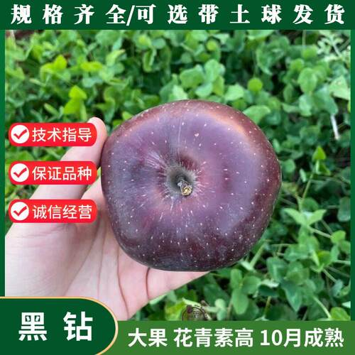 西藏黑钻苹果树苗矮化盆