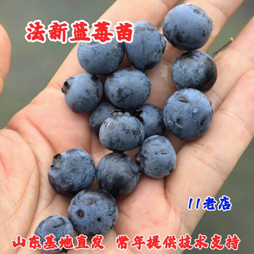 法新蓝莓树果苗耐寒四季