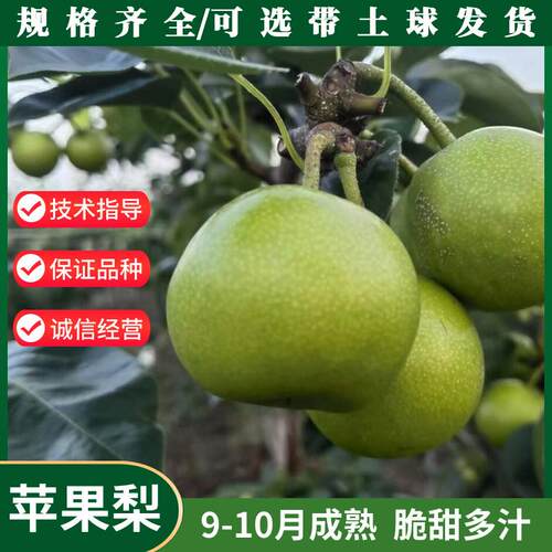 延边苹果梨树果苗盆栽南