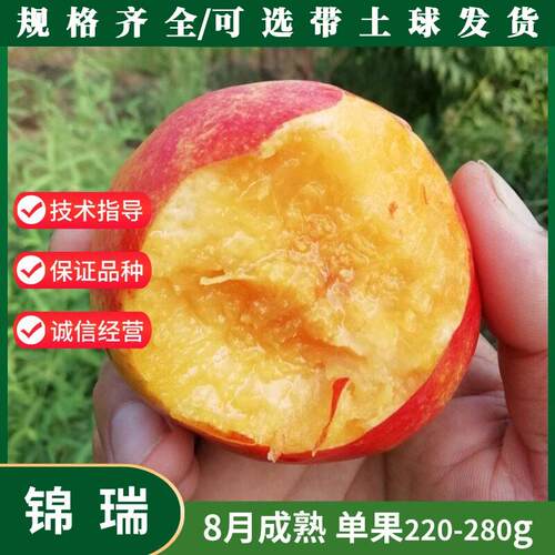嫁接特大晚熟黄肉油桃苗