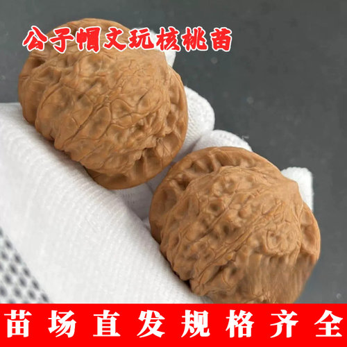 盘山公子帽文玩核桃树苗