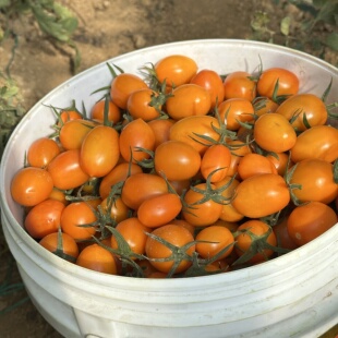 顺丰攀枝花露天樱桃脆蜜小番茄番茄黄金圣女果串红当季新鲜水果