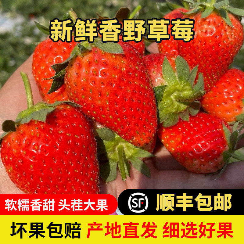 顺丰空运 攀枝花露天香野隋珠草莓新鲜水果非红颜奶油草莓