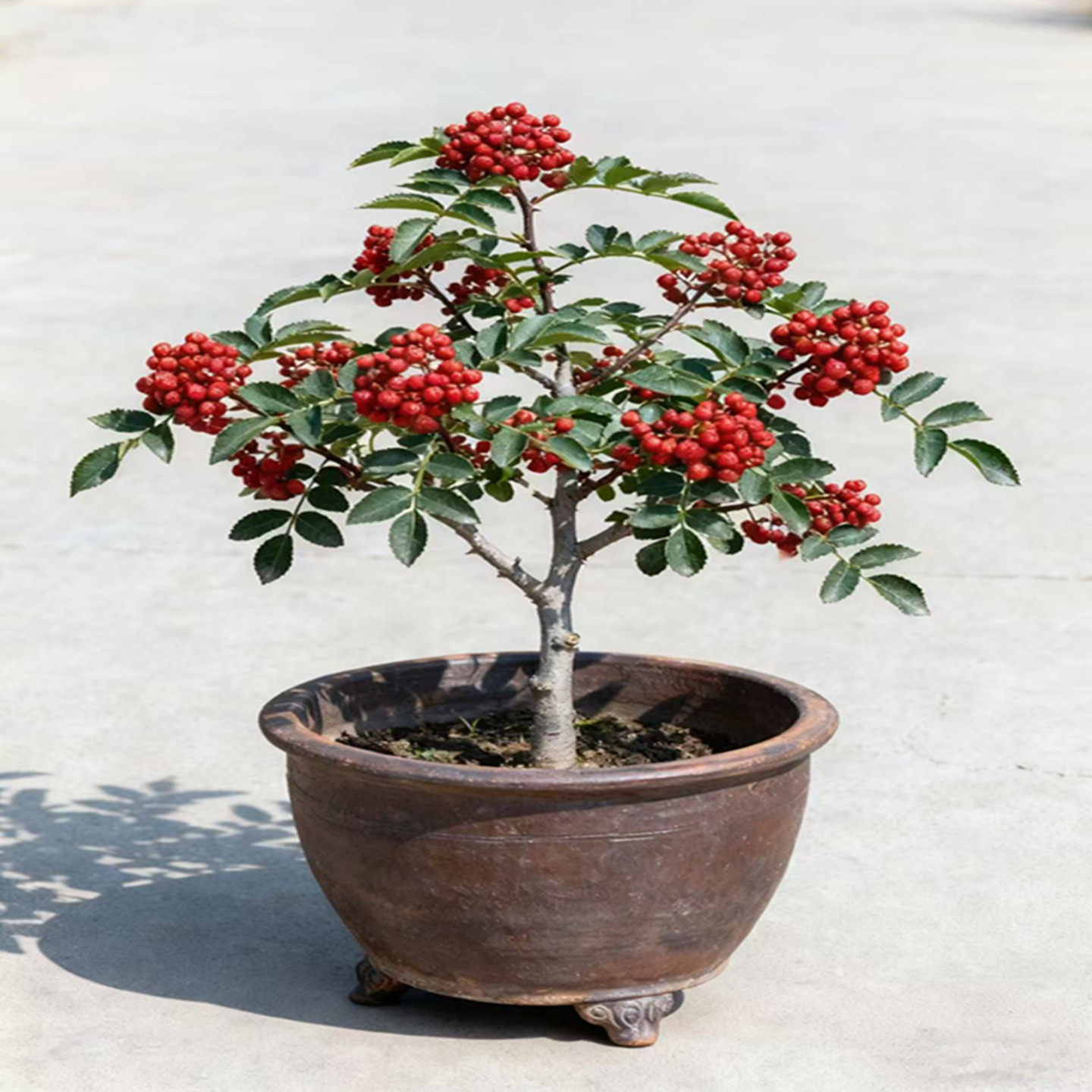 花椒苗盆栽地栽庭院阳台大红袍花椒四川麻椒四季种植果树苗