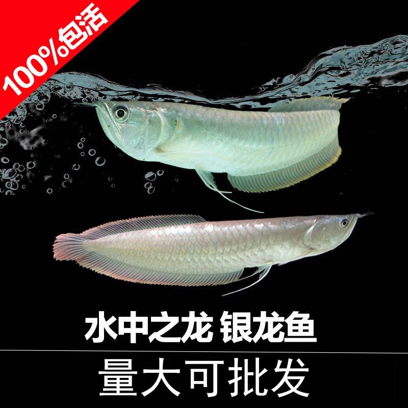 大型淡水鱼热带鱼观赏鱼风水鱼成年银龙鱼福音龙鱼水族宠物活体鱼