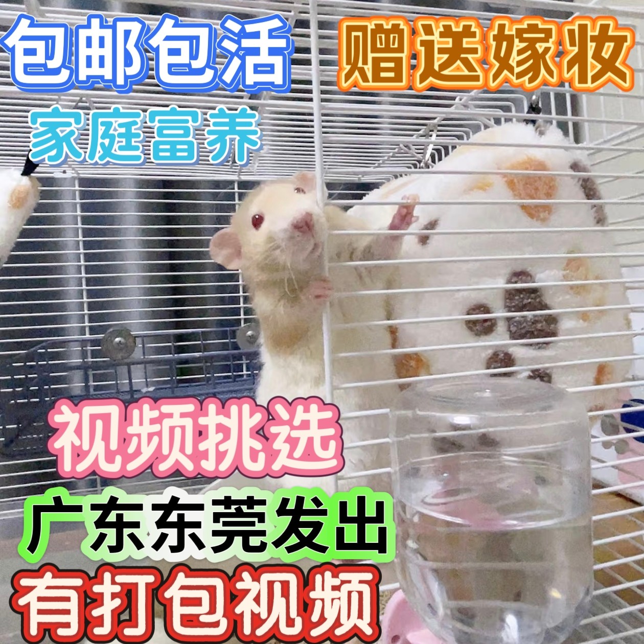 花枝鼠活宠物粘人暹罗饿蓝亲人正仓鼠
