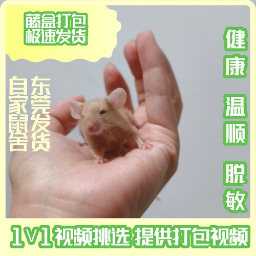 纯美血长卷毛缎子鼠活物活体宠物体亲人幼崽暹罗小型迷你网红宠物