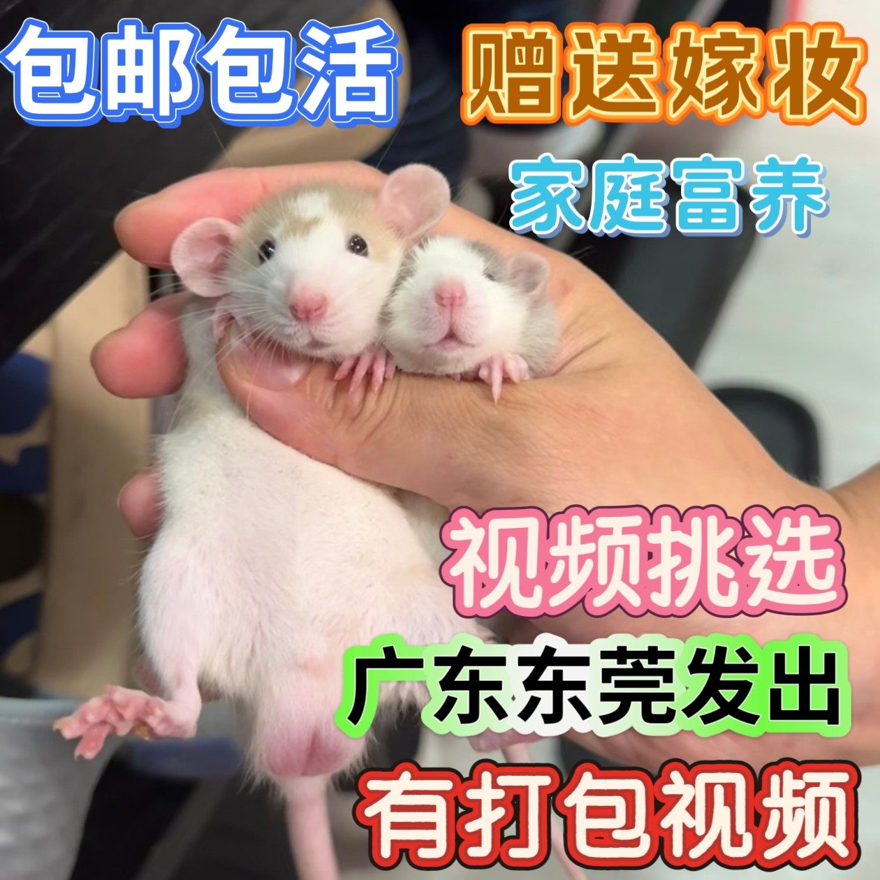 花枝鼠活宠物粘人暹罗饿蓝亲人正仓鼠