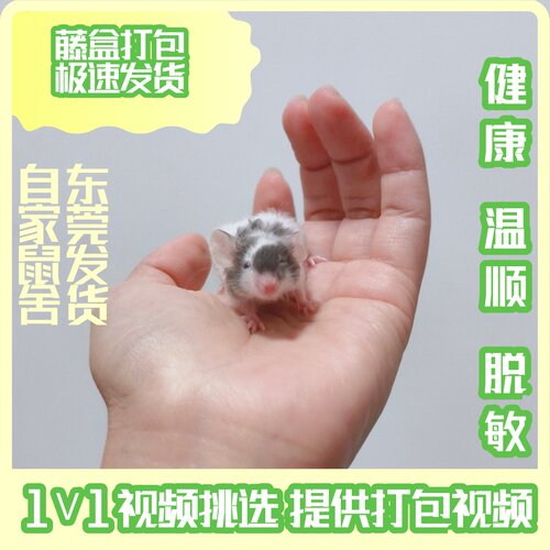 卷毛缎子鼠出窝刚出生的小可爱毛色漂亮性格温顺亲人袖珍小宠